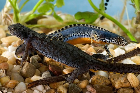 Alpine newts (Triturus alpestris), pair