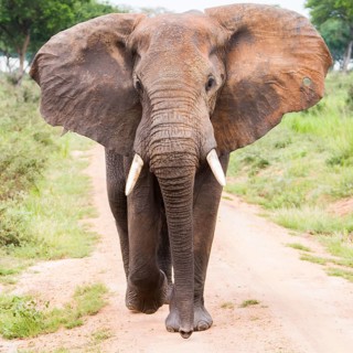 African elephant (Loxodonta africana) frontal with ears spread, bullet hole in ear, Uganda, Africa