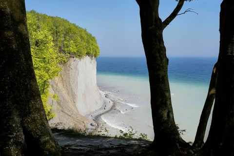 Old beech trees stand on the edge of the cliff, chalk cliffs, down on the beach walkers, on the