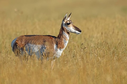 Pronghorn Antelope, Pronghorn, USA, North America