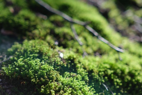 Moss (Bryophyta) with blurred background in a forest, North Rhine-Westphalia, Germany, Europe