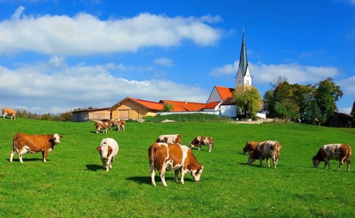 Dairy Cow herd on pasture, brown and white animals, village of Kirchbichl with catholic church,