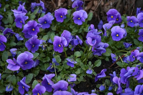 Spring planting with a lot of blue-violet horned pansy (Viola cornuta) in a flower bed in the