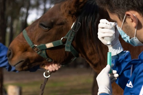 Veterinarian in uniform preparing a vaccine on a farm to animal vaccinate, horizontal horse head
