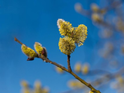 Willow catkins (Salix caprea)