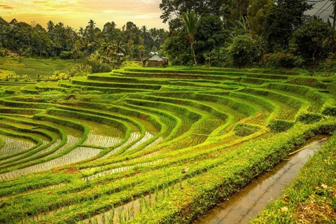 View of the rice terrace in Blimbing and Pupuan. Beautiful hilly fields in the tropical forest of