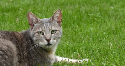 Domestic Cat laying on Grass