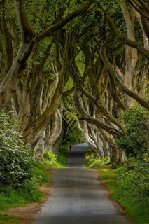 The Dark Hedges, Northern Ireland, UK