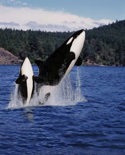 Killer Whale (orcinus orca), Mother and Calf Leaping, Canada, North America