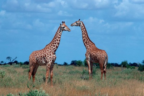 Giraffes (Giraffa camelopardalis), Tsavo national park, Kenya, Africa