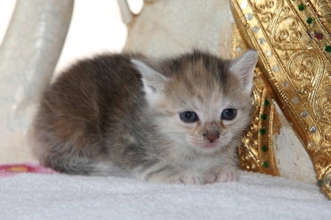 Young domestic cat sitting on Buddha figure
