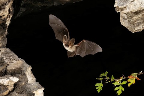 Grey long-eared bat (Plecotus austriacus) in flight, Thuringia, Germany, bat threatened with