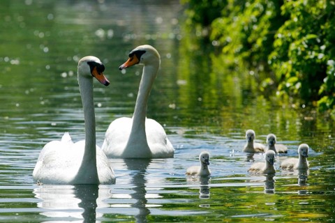 Mute Swan (Cygnus olor) Paar mit Jungen, Hump swan pair with boys