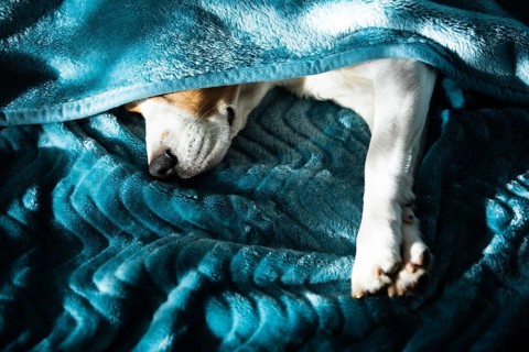 Lazy and sleepy beagle dog under a blue blanket on a bed. Sunny day at home background. Adorable