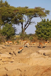 Landscape with impalas at Lower Zambezi National Park, Zambia, landscape with impalas at Lower