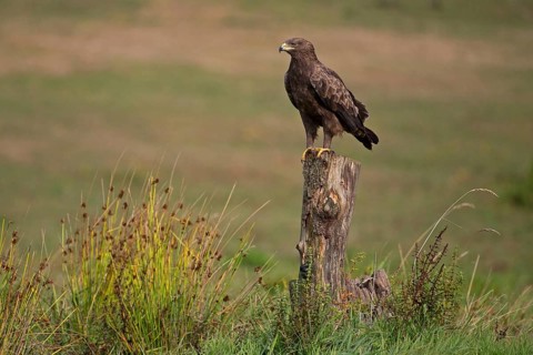 Lesser spotted eagle (Clanga pomarina), Mecklenburg-Western Pomerania, Germany, Europe