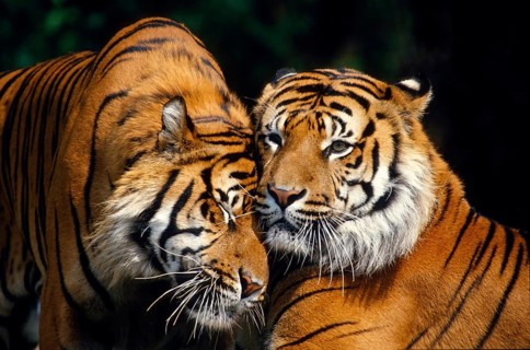 Sumatran Tiger (Panthera tigris sumatrae), greeting behaviour