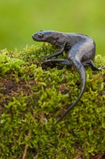 Northern crested newt (Triturus cristatus), Rhineland-Palatinate, Germany, Europe