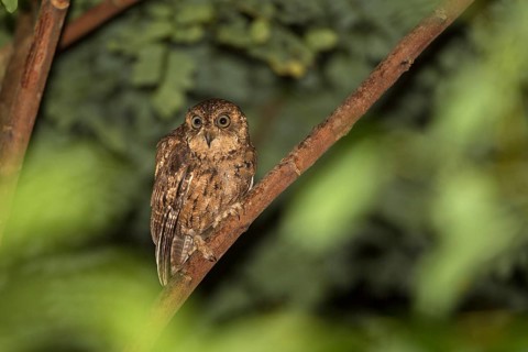 Seychelles scops owl (Otus insularis), Mahée, Seychelles, Africa