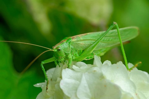 Great green bush cricket (Tettigonia viridissima), on white flower, Nodrhein-Westfalen, Germany,