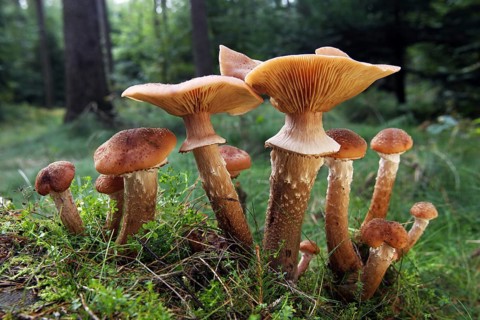 Honey fungus (Armillaria mellea), Schleswig-Holstein, Germany, Europe