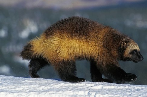 North American Wolverine (gulo gulo) luscus, Adult on Snow, Canada, North America