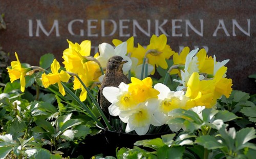 Blackbird (Turdus merula) with daffodils, daffodils, at the grave, spring flowers at the grave,