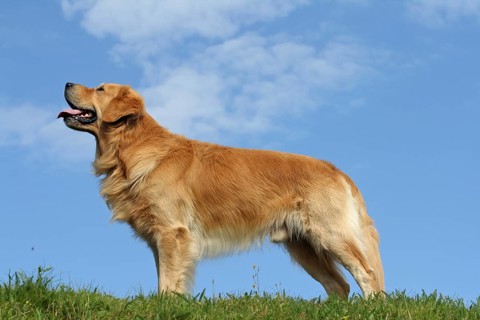 Golden Retriever male, 3, 5 years old stands sideways on the meadow. Blue sky in the background