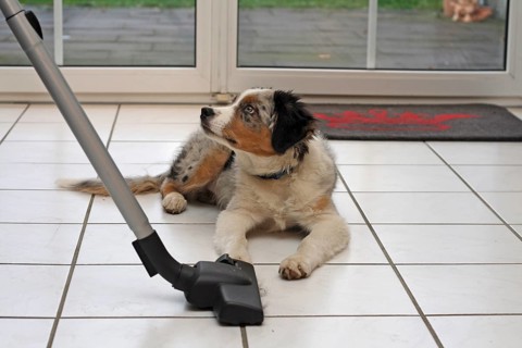 4-month-old Australian Shepherd male lying on the floor in the living room and woman using a hoover