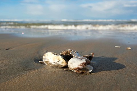 Bivalves (Bivalvia) on the beach, blurred background, North Sea, Zandvoort, Netherlands