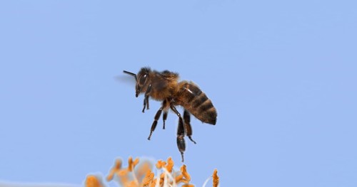 |European Honey Bee (apis mellifera), Bee in Flight, Foraging Flower, Pollinisation Act, Normandy