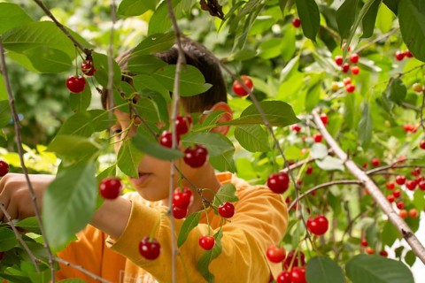 Little boy is picking ripe cherries from a tree in a garden