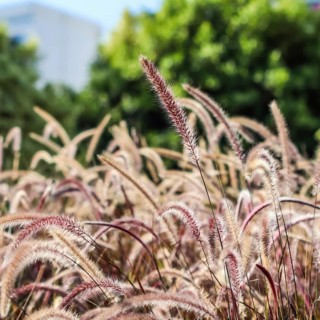 Decorative Purple Fountain Grass. Pennisetum Setaceum Rubrum. Natural background and gardening