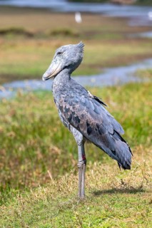 Shoebill (Balaeniceps rex), also Abu Markub, Bangweulu Swamps, Zambia, Africa