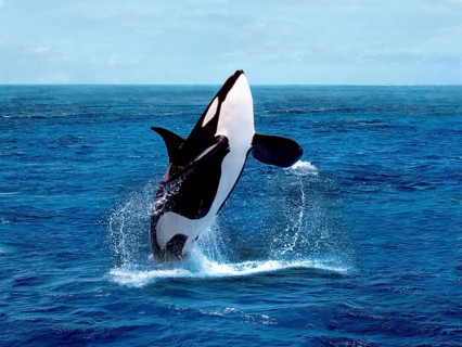Killer whale (orcinus orca), adult breaches