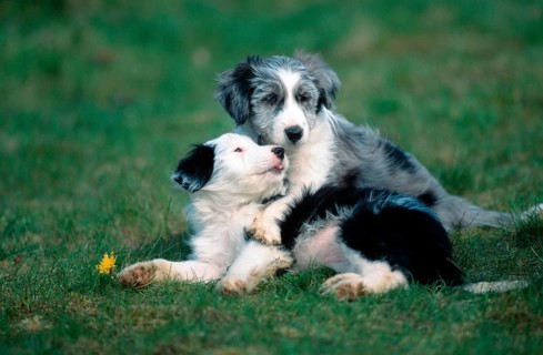 Mixed Breed Dogs, puppies, 8 weeks old (animals) (mammals) (mammals) (domestic dog) (domestic