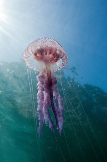 Luminous jellyfish, Pelagia noctiluca, Cap de Creus, Costa Brava, Spain, Europe