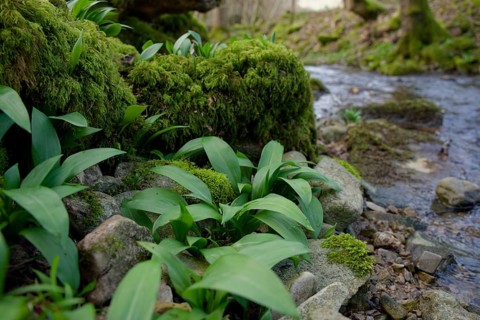 First wild garlic (Allium ursinum) in spring, wild vegetables, Kocher valley, Kocher, Schwäbisch