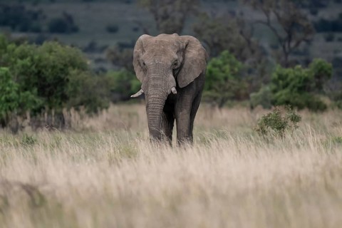 African elephant (Loxodonta africana) bull, Lush Private Game reserve, Pilanesberg National Park,