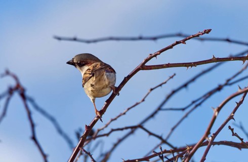 Sparrow (Passer domesticus) on a branch, Kemnat, Steinhausen, Baden- Württemberg, Germany, Europe
