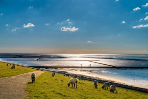 Sheep grazing on the pasture next to a mudflat at sunset, Wadden Sea, Norddeich, East Frisia, Lower