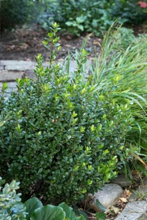 (Ilex crenata ROBUSTICO)