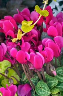 Cyclamen or cyclamen, Allgäu, Bavaria, Germany, Europe