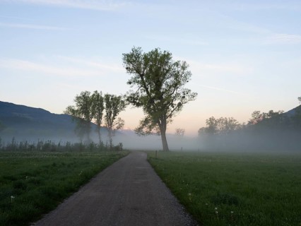 Dawn over a country lane, early morning fog in a meadow, near Irdning, Ennstal, Styria, Austria,