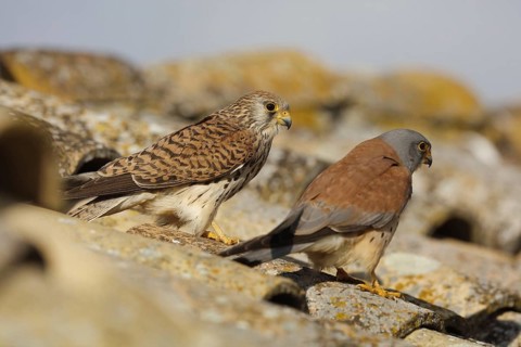 Lesser Kestrel (Falco naumanni), Spain, Europe