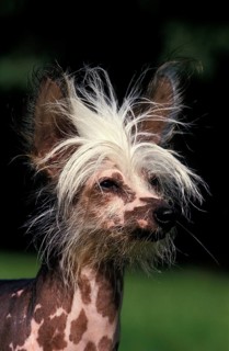 CHINESE CRESTED DOG, PORTRAIT OF AN ADULT