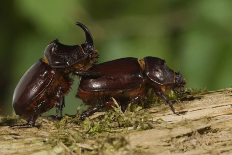 Rhinoceros Beetle, pair, Germany (Oryctes nasicornis), side