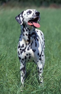 Dalmatian Dog standing on Grass