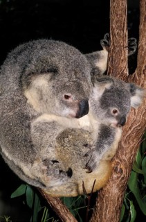 Koala (phascolarctos cinereus), Mother and Joey