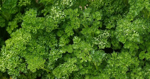 Curled Parsley (Petroselinum crispum), Normandy